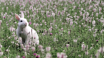 Animals, Flowers, Grass, Rabbit, Hare HD wallpaper