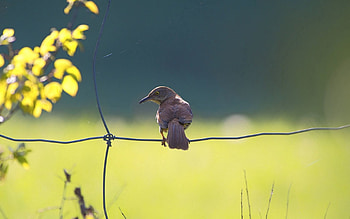 Animals, Shine, Light, Bird, Sit, Color, Fence HD wallpaper