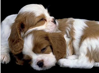 Tomorrow you be the pillow, sweet, two, brown and white, puppies, napping, resting head on other HD wallpaper