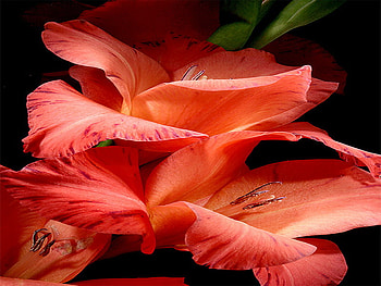 gladiola, summer, beautiful, red, flower HD wallpaper