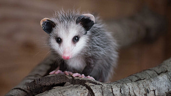 The North American, Opossum HD wallpaper
