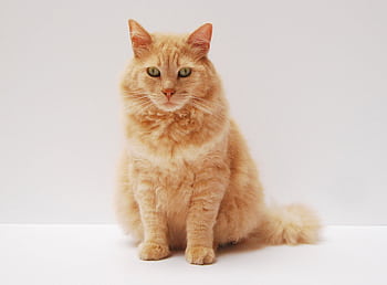 A fluffy ginger cat sitting gracefully, showcasing its vibrant fur against a minimalistic background. HD wallpaper