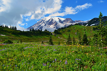 Nature, Flowers, Snow, Mountain, Vertex, Top, Snow Covered, Snowbound, Wildflowers HD wallpaper