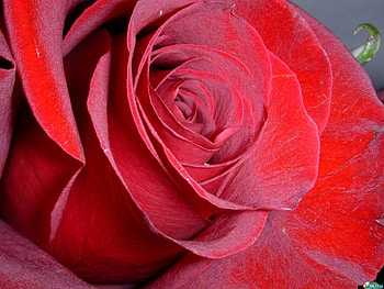 Plants, Flowers, Roses HD wallpaper