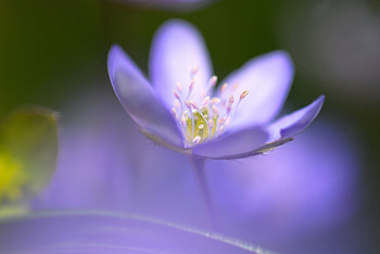 Flower, Macro, Focus HD wallpaper