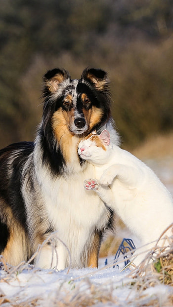 Cat And Dog, Collie Dog, Cat Hug HD phone wallpaper