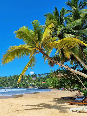 Marissa srilanka, sky, terrestrial_plant HD phone wallpaper