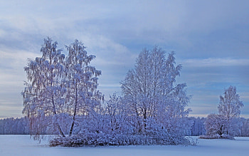 Winter, Nature, Trees, Snow, Frost, Hoarfrost HD wallpaper