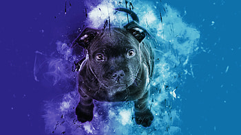 Black puppy, dog, cute, digital art HD wallpaper