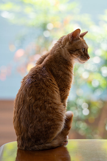 Animals, Cat, Pet, Redhead, Profile HD phone wallpaper