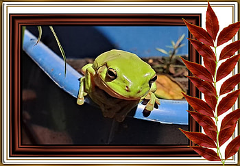 FRAMED FROGS, FROG, NATURE, FRAMED HD wallpaper
