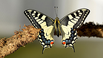 Swallow tail Butterfly, animal, swallow tail, butterfly, insect HD wallpaper