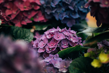 Macro, Petals, Close-Up, Hydrangea HD wallpaper