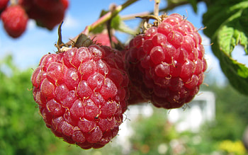 Hanging Red, sweet, leaves, subacid, green, red, fruit, raspberries HD wallpaper