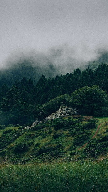 Foggy forest, Nature's mist, Enshrouded beauty, Mysterious woods HD phone wallpaper