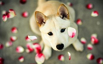 Pet , Top , Backgrounds HD wallpaper