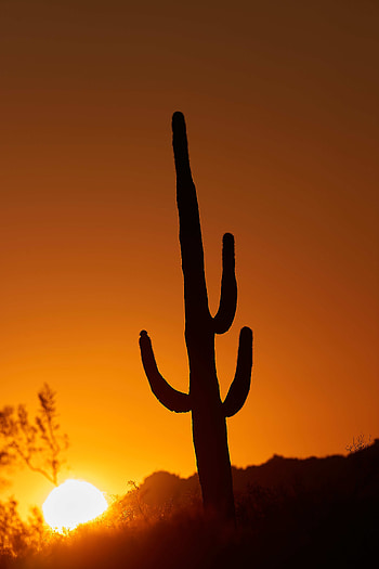 Nature, Sunset, Sun, Twilight, Dusk, Cactus HD phone wallpaper