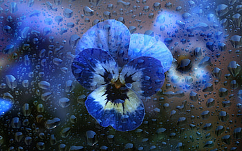 Pansies, window, flower, glass, water drops, primavara, spring, blue, pansy, drops, water HD wallpaper