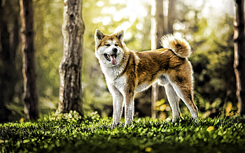 Akita inu in the woods, R summer shot, Cute animals, Serene and que HD wallpaper