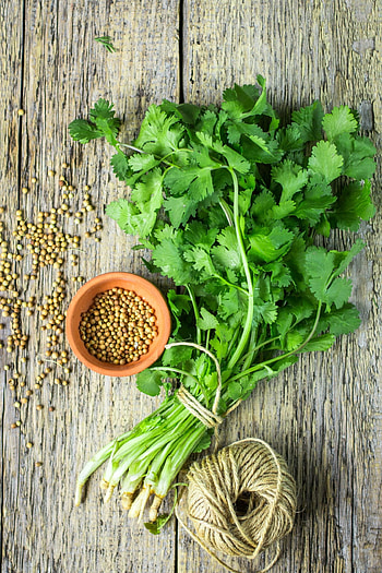 Various cilantro types, Herb guide, Fresh herbs, Culinary ingredient HD phone wallpaper