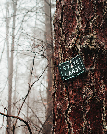 Words, Wood, Forest, Tree, Inscription, Plate, Nameplate, Bark HD phone wallpaper