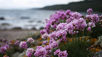 Flowers, Grass, Macro, Bloom, Flowering HD wallpaper