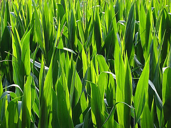 Top of Corn Stalks, nature, sun, forest, field HD wallpaper