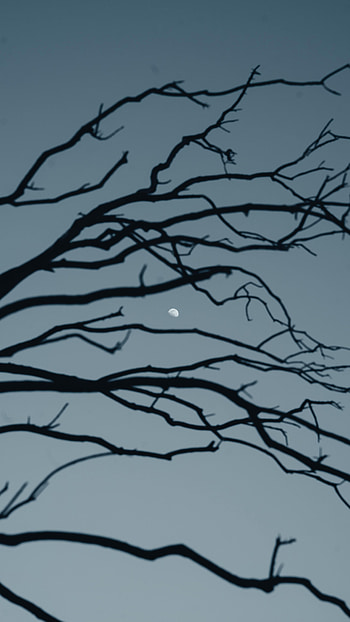 Nature, Sky, Moon, Branch, Evening HD phone wallpaper