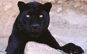 genic big cats, Ferocious panthers, Striking animals, Animal kingdom HD wallpaper