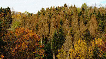 Green Yellow Orange Autumn Leaves Trees Forest In Blue Sky Background Nature HD wallpaper