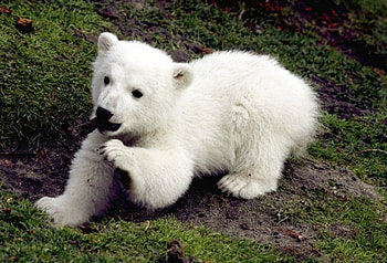 Baby Knut, berlin, bear, polar, grass, zoo HD wallpaper