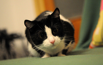 Animals, Cat, Muzzle, Hunting, Hunt, Caution HD wallpaper