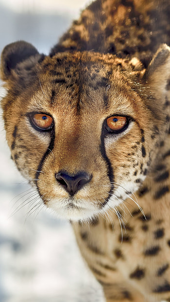 Close-up of cheetah, Sony Xperia XZ , Intense and fierce, Detailed HD phone wallpaper