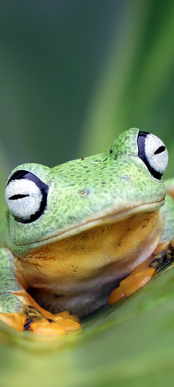 Animal, frog HD phone wallpaper