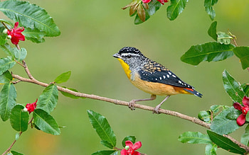 Bird, branch, yellow, flower, green, red, leaf HD wallpaper