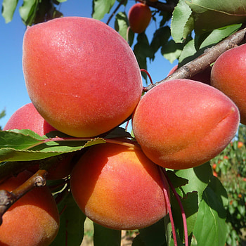 Apricots cep innovation, Innovative farming techniques, Sustainable agriculture, Tasty and nutritious HD phone wallpaper