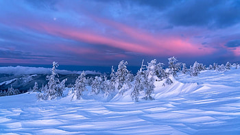 the song of winter, trees, winter, sky, snow HD wallpaper