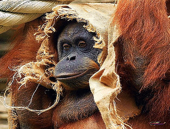 Red carpet ready, primate, burlap veil, cute, red hair, orangutan HD wallpaper