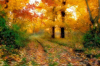 Autumn Trees, trees, autumn, beautiful HD wallpaper
