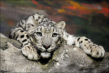 leopard, animal, leopards, awesome, graphy, panthers, cats, feline, wild, beauty, nice, fur, animals, panther, amazing, blue eyes, eyes, other, cold, cat, beautiful, predator, cat face, cool HD wallpaper
