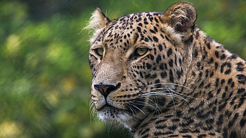 Loepard, animal, cat, nature, leopard HD wallpaper