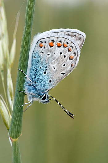 Macro of a vibrant common blue butterfly (Polyommatus icarus) resting on grass outdoors. HD phone wallpaper