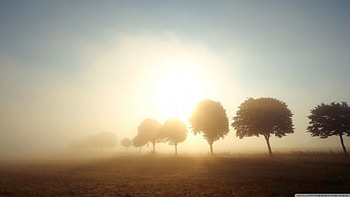 Trees in morning mist, scene, fall, landscape, , sunrise, tree, mist, dawn, fog, field, autumn, nature, , sun, sunset HD wallpaper