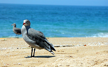 Animals, Sea, Sand, Shore, Bank, Bird HD wallpaper