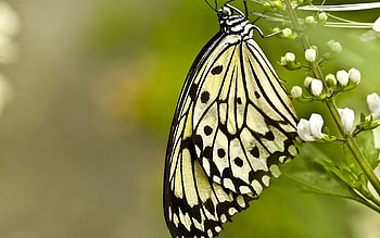 Grass, Patterns, Macro, Butterfly, Wings HD wallpaper