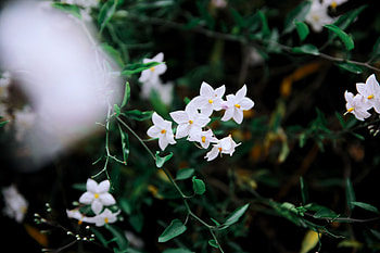 Flowers, Petals, Branches HD wallpaper