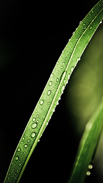 Close up, long, leaf, drops HD phone wallpaper