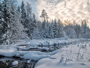 winter's day, winter, rivrr, snow, trees, forest HD wallpaper