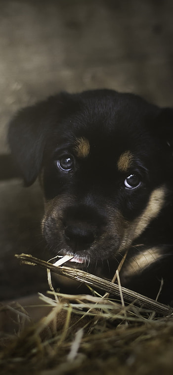 baby animal, dog, Animal, puppy HD phone wallpaper