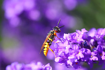 Wasp , Insect beauty, Nature's tiny warriors, resolution HD wallpaper